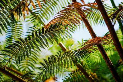 Low angle view of palm tree leaves