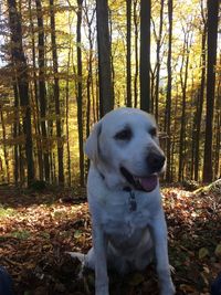 Dog in forest