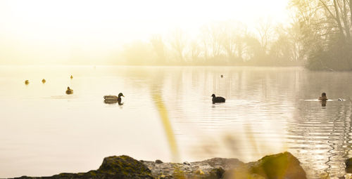 Ducks swimming in lake