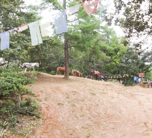 Horse by trees against sky