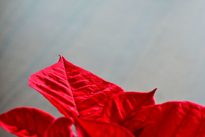 Low angle view of red flowering plant against sky