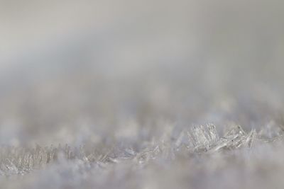 Close-up of frozen plants on land