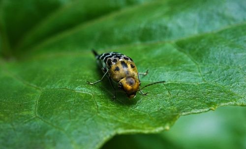 Close-up of insect on leaf