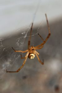 Close-up of spider