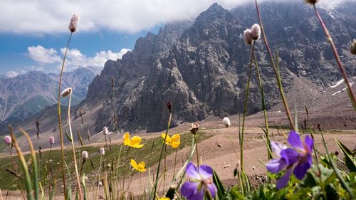 Flowers blooming on mountain