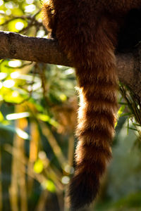 Low angle view of squirrel on tree