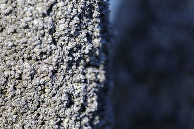 Close-up of lichen on tree trunk