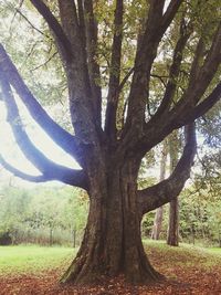 Tree growing in park