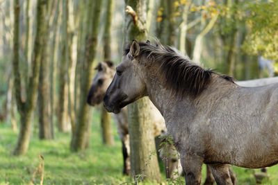 Horses standing at forest