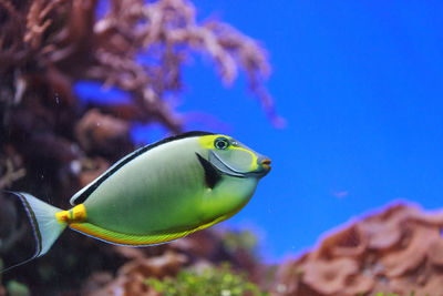 Close-up side view of naso tang fish in water