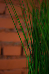 Close-up of crops growing on farm