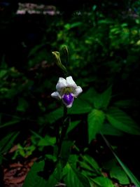 Close-up of purple flowering plant