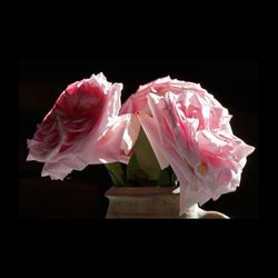 Close-up of pink rose