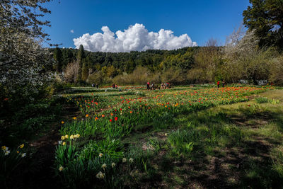 Scenic view of field against sky