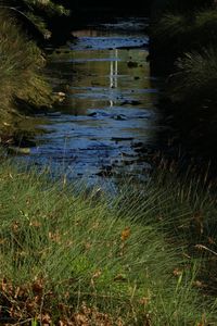 High angle view of grass by lake