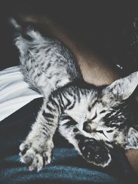pets