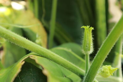 Close-up of fern growing on plant