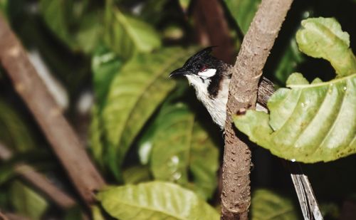 Close-up of bird perching on branch