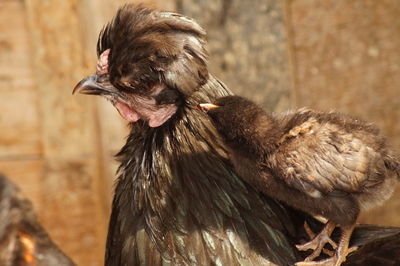 Close-up of rooster
