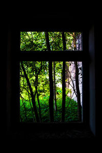 View of trees seen through window