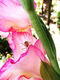 Close-up of insect on pink flower