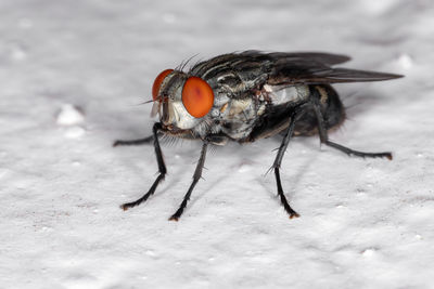 Close-up of fly