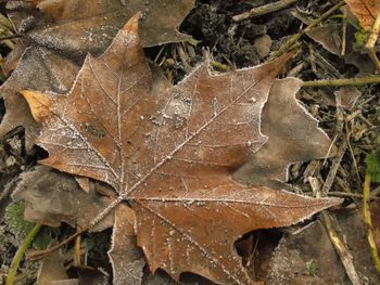 Close-up of wet maple leaf during autumn