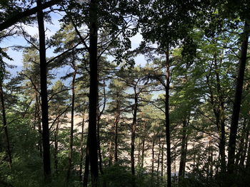 Low angle view of bamboo trees in forest