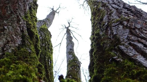 Low angle view of trees against sky