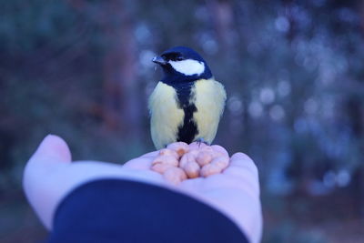 Close-up of hand holding bird