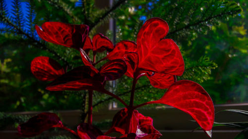 Close-up of red flowering plant