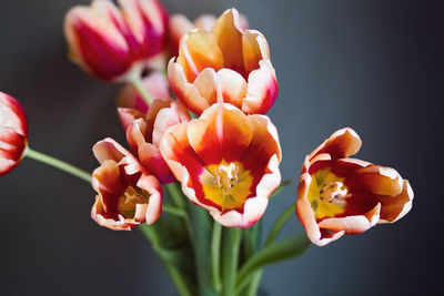 Bouquet of orange and white tipped tulips, inside a room, with a dark blue wall