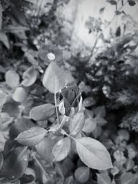 Close-up of flowering plant