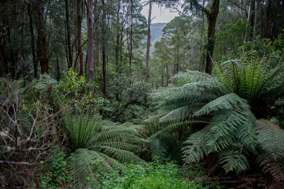 Scenic view of forest
