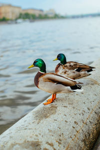 Two mallard ducks sit on embankment in city near the water close-up. animals of big city