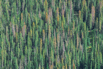 High angle view of pine trees in forest