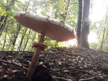 Close-up of mushroom on tree trunk in forest