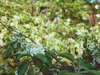 Flowers blooming at park