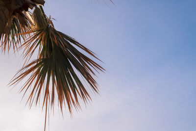 Low angle view of palm tree against clear blue sky