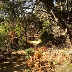 Trees in forest