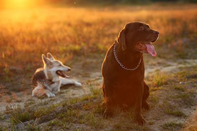 Dog looking away on field