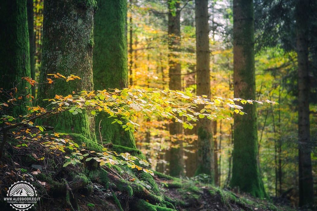 nature, tree, growth, beauty in nature, tranquility, leaf, plant, tranquil scene, no people, tree trunk, outdoors, forest, day, green color, scenics, sunset, freshness