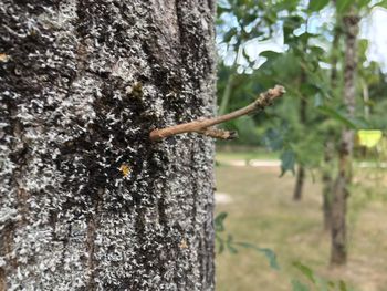 Close-up of lizard on tree trunk