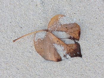 High angle view of frozen leaf on beach