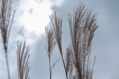 Close-up of plant against sky