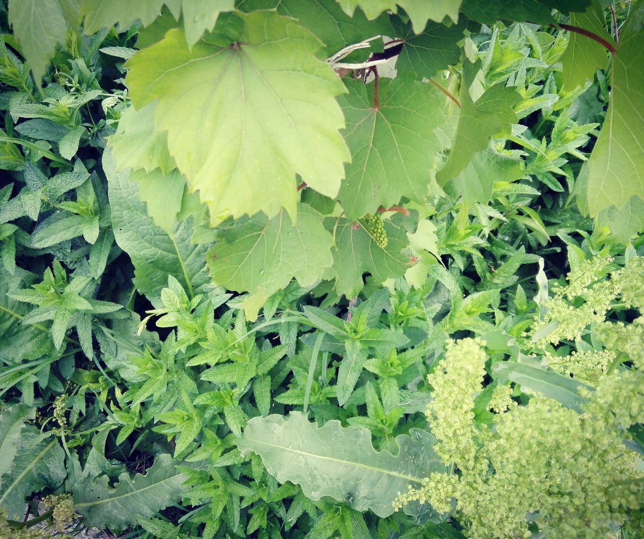 HIGH ANGLE VIEW OF LEAVES ON GROUND