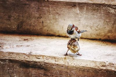 Close-up of bird eating