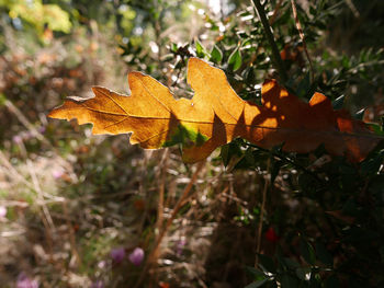 Close-up of maple leaf on tree