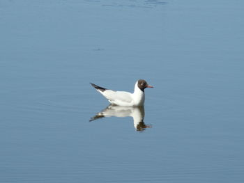 Bird flying over lake