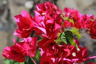 Close-up of flowers blooming at park